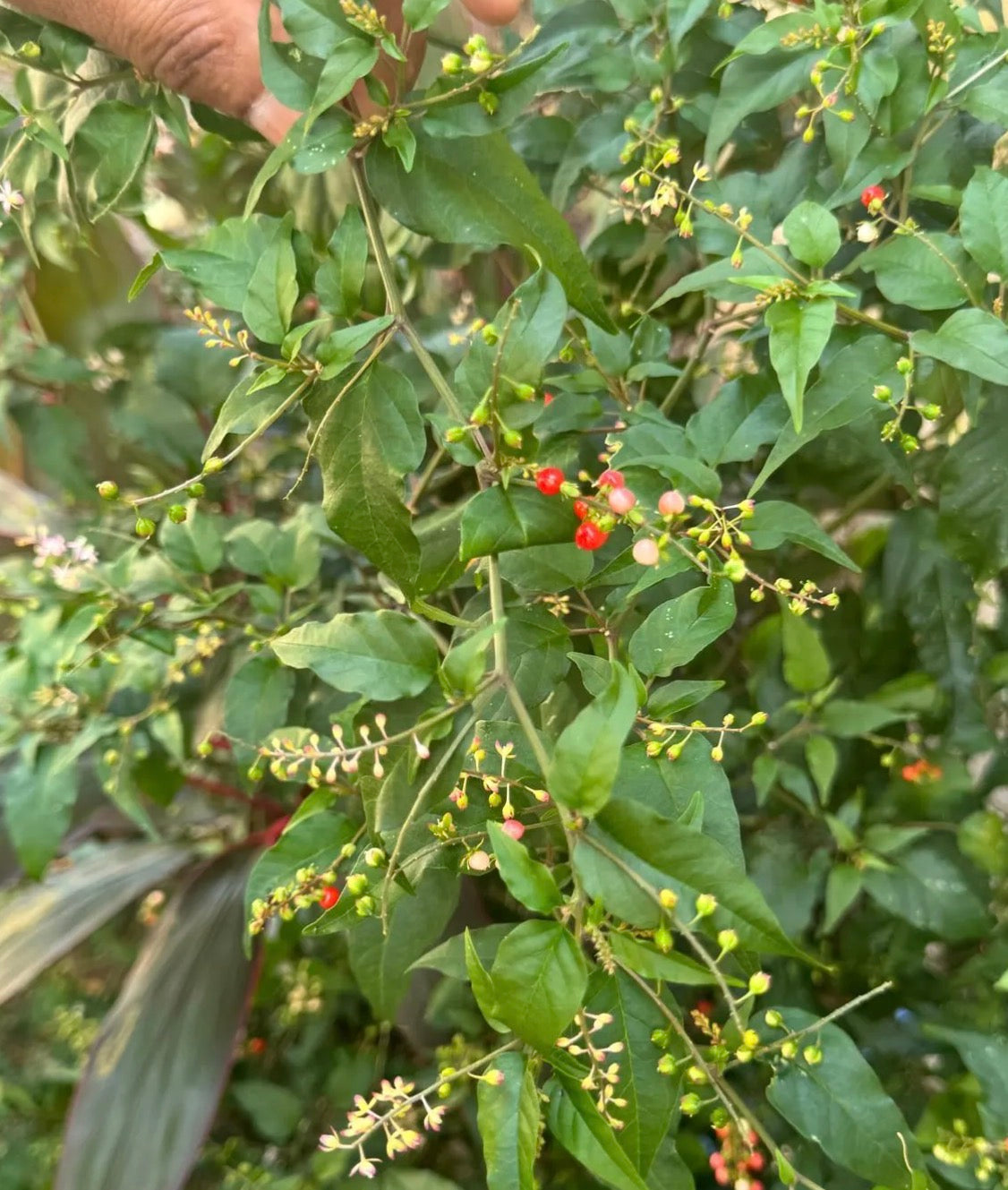 Jamaican dog blood herb